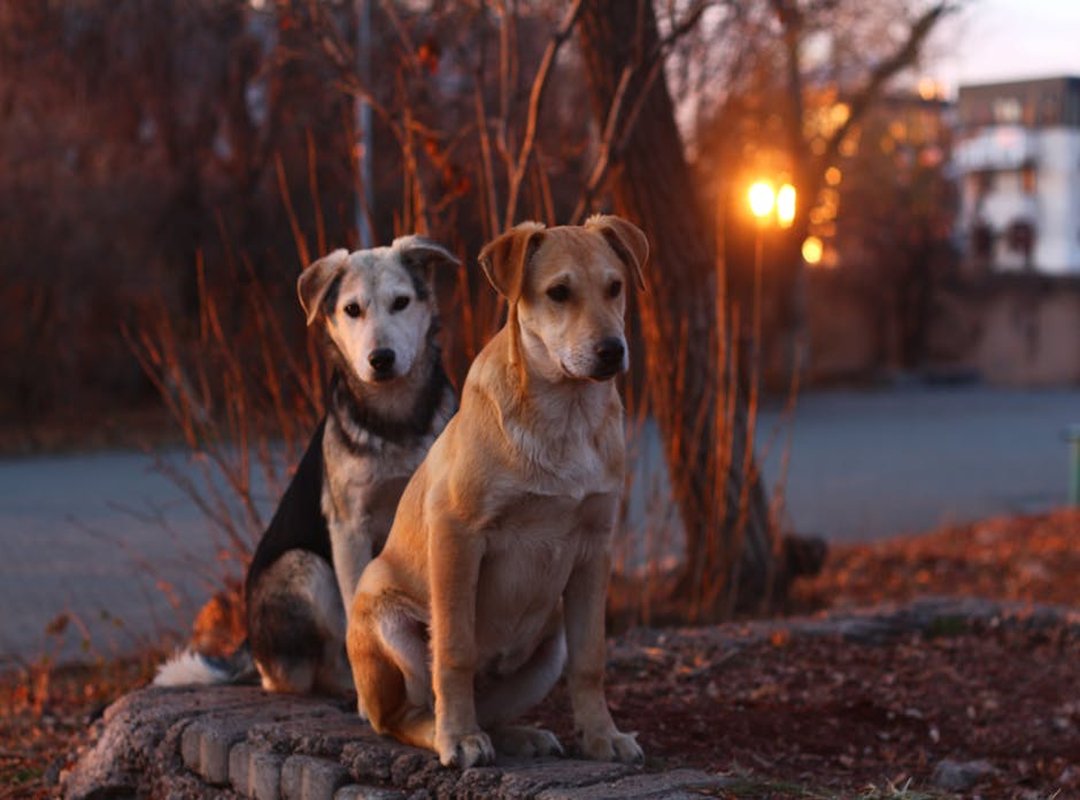 Yogs in Game Development and Testing