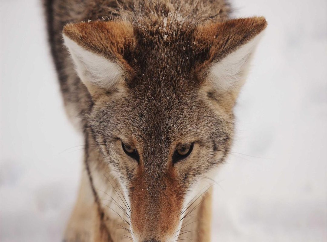 Statistical Analysis: Head-to-Head Records