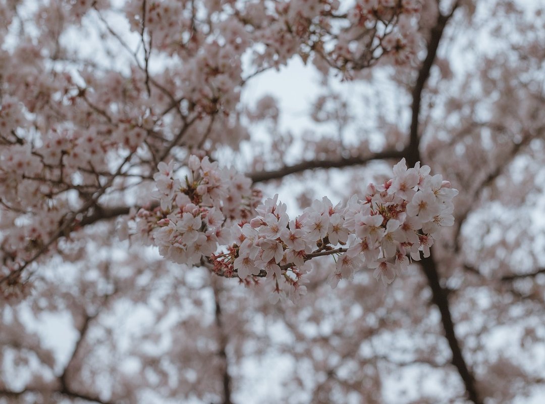 How to Safely Find and Install an Older Browser Version